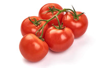Homestead tomato plants growing in garden