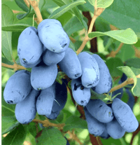 Honeyberry Blue Honeysuckle seeds for planting in home gardens
