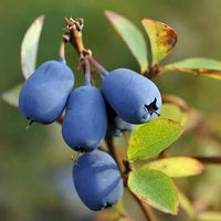 Honeyberry fruit shrub with lush green foliage in a garden setting