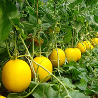 Honeydew Melons Growing on Garden Vines
