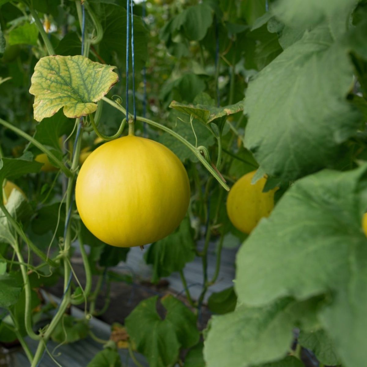 Honeydew Melon Seeds for Home Garden Growing