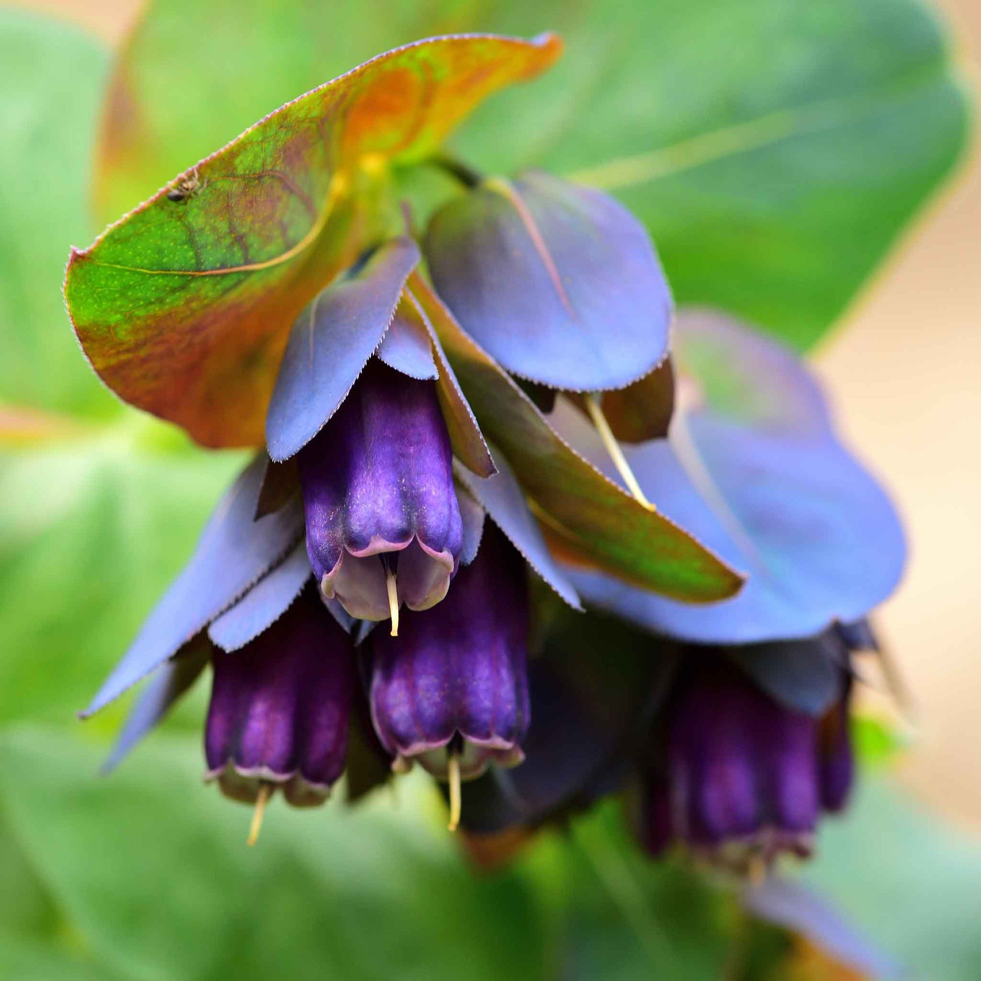 Blue Honeywort Seeds for Planting - Easy to Grow