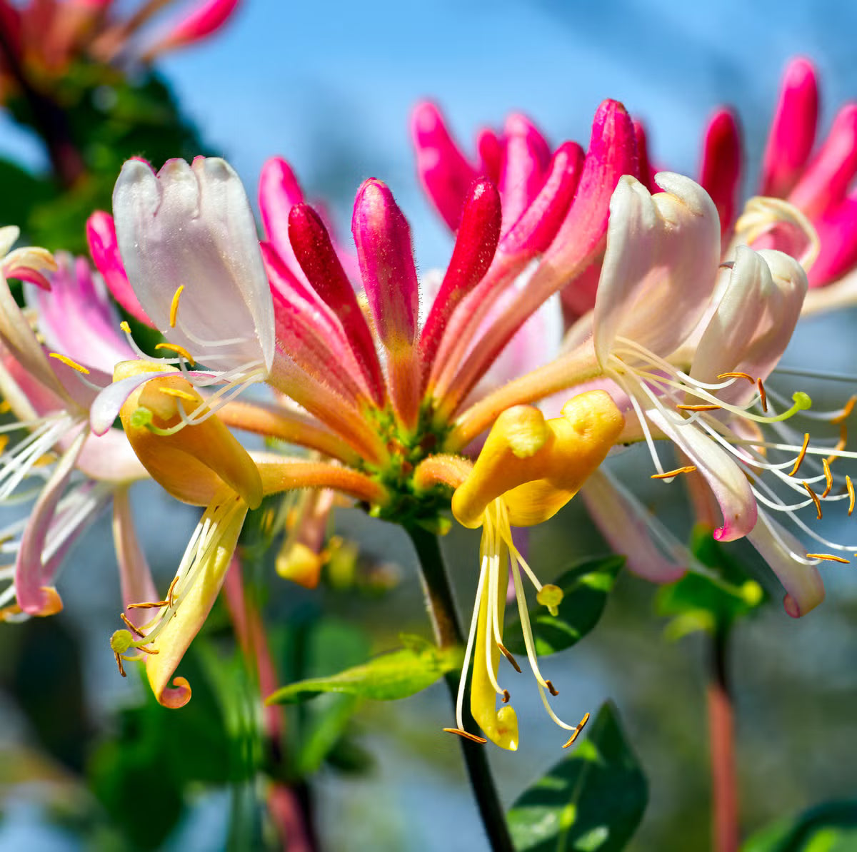 Honeysuckle Flower seeds for Planting - Long Bloom Season, Heirloom & GMO Free Seeds for Home Garden