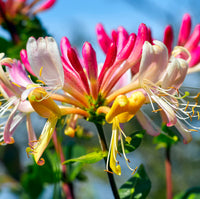 Honeysuckle Flower seeds for Planting Premium Quality Heirloom & GMO Free Seeds for Home Garden