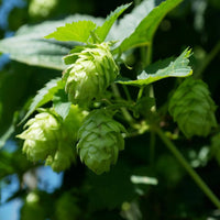 Khaki Green Humulus Lupulus Flower seeds for Planting Fragrant Blossoms Heirloom & GMO Free Seeds for Home Garden 
 
 Sale