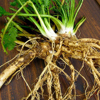 Horseradish (Armoracia rusticana) seeds for planting in home gardens and raised beds.