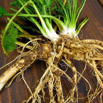 Horseradish (Armoracia rusticana) seeds for planting in home gardens and raised beds.