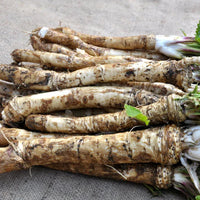 Horseradish seeds suitable for containers, garden beds, and kitchen gardens.