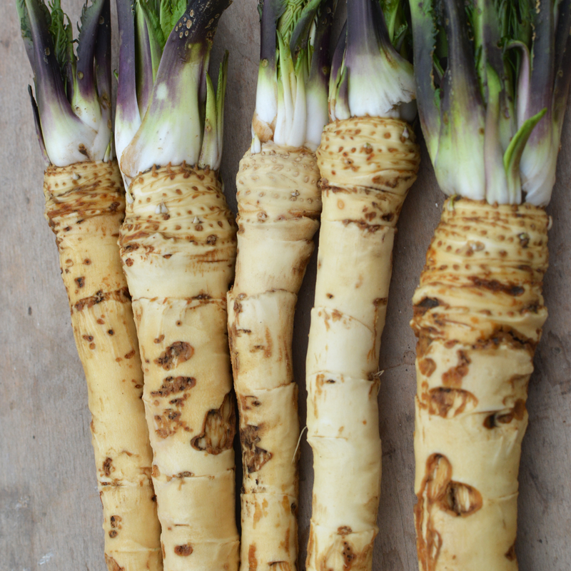 Armoracia rusticana seeds for growing perennial vegetable plants in outdoor gardens.