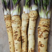 Armoracia rusticana seeds for growing perennial vegetable plants in outdoor gardens.