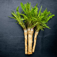 Horseradish root planting pieces for home garden growing