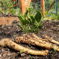Horseradish seeds for planting in home gardens and raised beds.