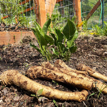 Horseradish seeds for planting in home gardens and raised beds.