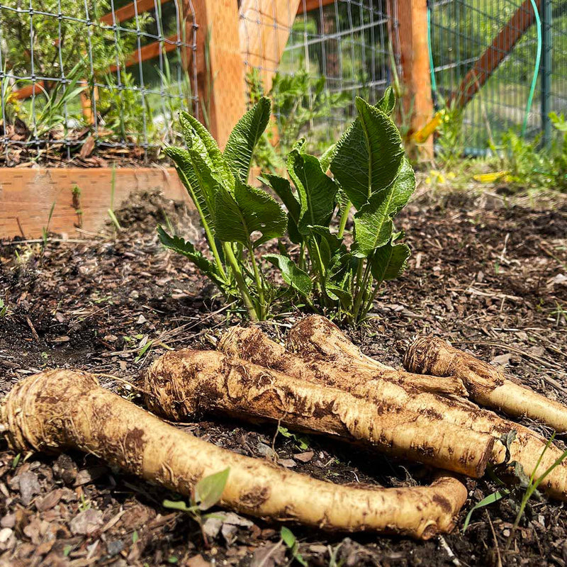 Horseradish seeds for planting in home gardens and raised beds.