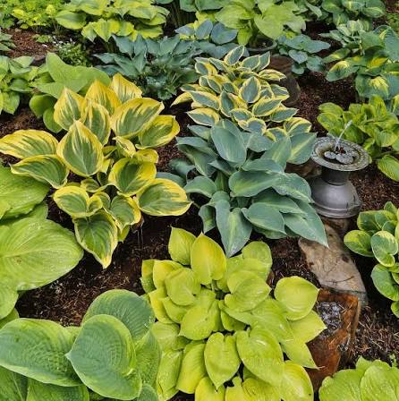 Perennial Hosta with broad green foliage for shaded landscapes.