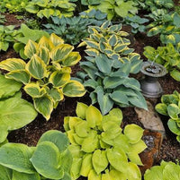 Perennial Hosta with broad green foliage for shaded landscapes.