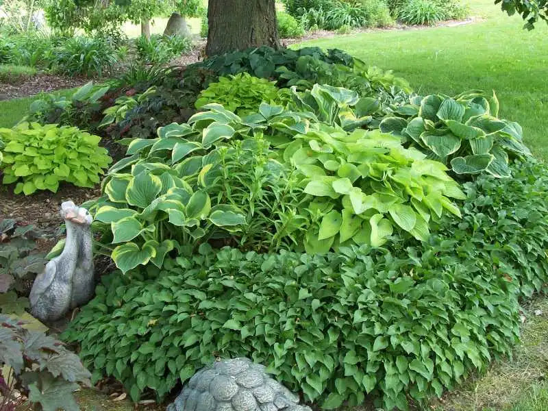 Hosta bulb starter for shade garden planting in backyard spaces.