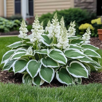 Hosta bulb starter for lush perennial foliage in outdoor gardens.