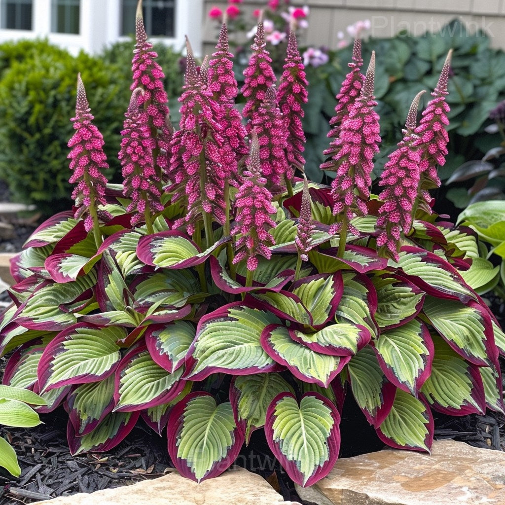 Hosta hybrid foliage seeds for decorative borders, raised beds, and shaded landscapes.