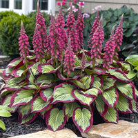Hosta hybrid foliage seeds for decorative borders, raised beds, and shaded landscapes.