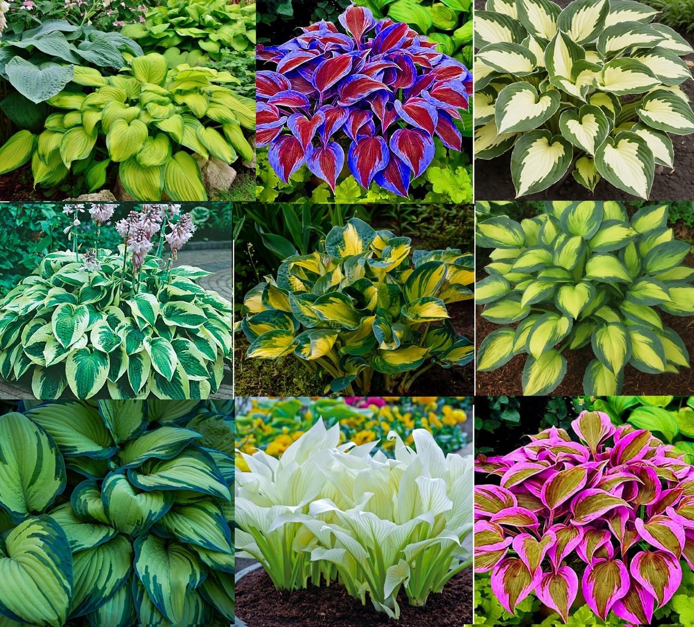 Hosta plant seeds for decorative foliage in shaded landscapes.