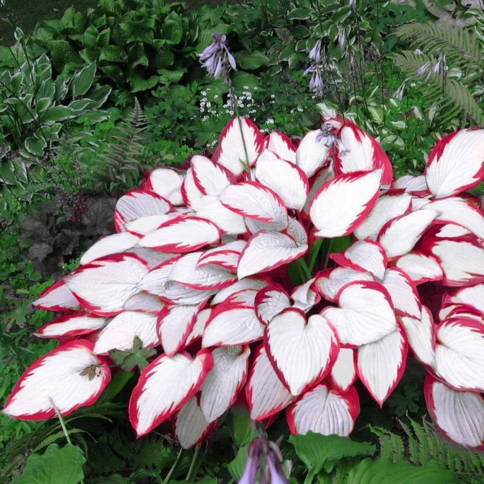 Hosta ornamental seeds suitable for woodland gardens and containers.