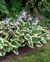 Perennial Hosta plant with broad decorative foliage for outdoor gardens.