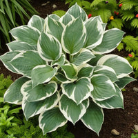 Broad-leaf Hosta plant for shaded garden beds and borders.