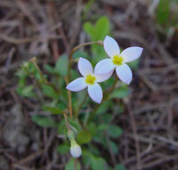 Houstonia Houstonia spp Flower Seeds for Planting in Flower Bed