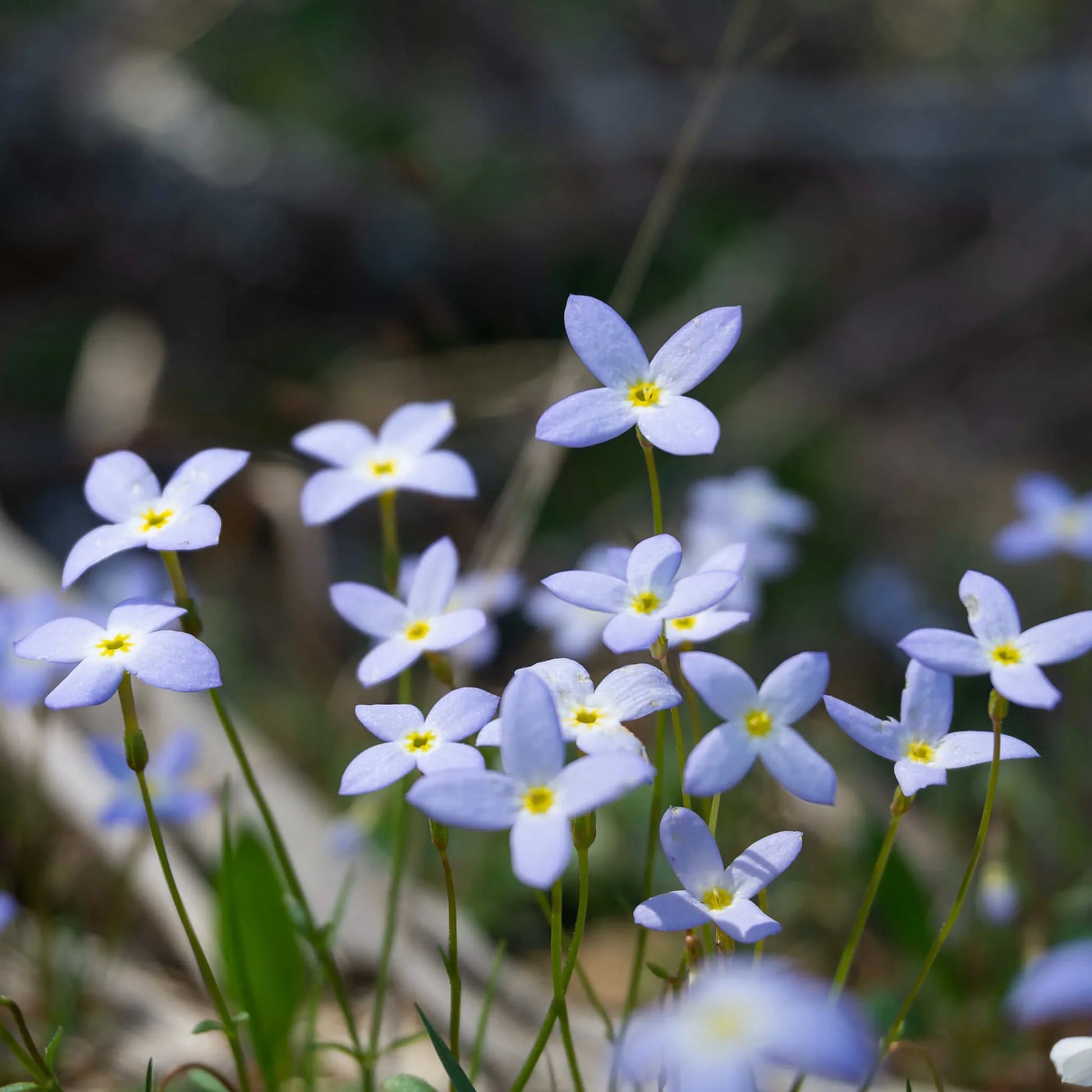 Houstonia wildflower seeds suitable for raised beds and containers.