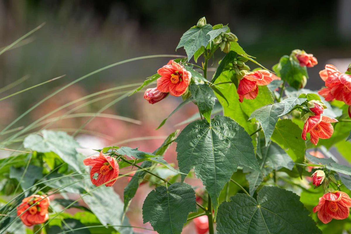 Maple (Maple Flower) seeds for planting in home garden