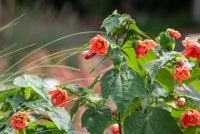 Maple (Maple Flower) seeds for planting in home garden