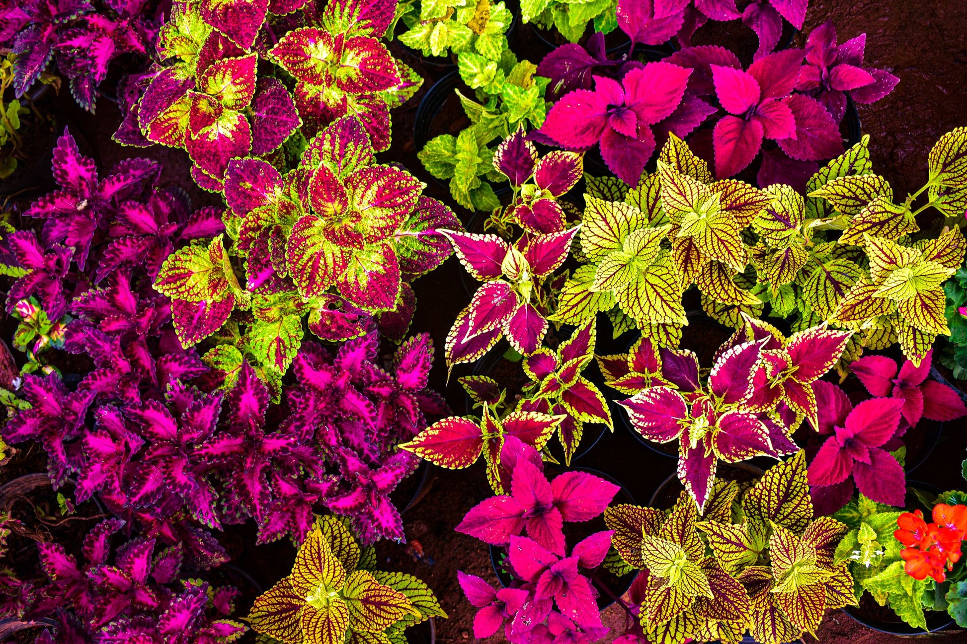 Coleus Flowering Flower seeds for Planting Cut Flower Favorite Heirloom & GMO Free Seeds for Home Garden