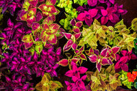 Coleus Flowering Flower seeds for Planting Cut Flower Favorite Heirloom & GMO Free Seeds for Home Garden