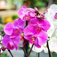 Pink Cymbidium Orchid Flower seeds for Planting - Drought Tolerant, Heirloom & GMO Free Seeds for Home Garden