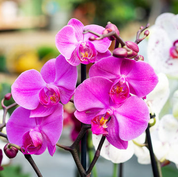 Heirloom Orchid Flower seeds for Planting Fragrant Blossoms Heirloom & GMO Free Seeds for Home Garden