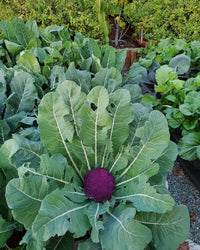 Cauliflower Mix Seeds for Planting with Purple Green and Yellow Varieties