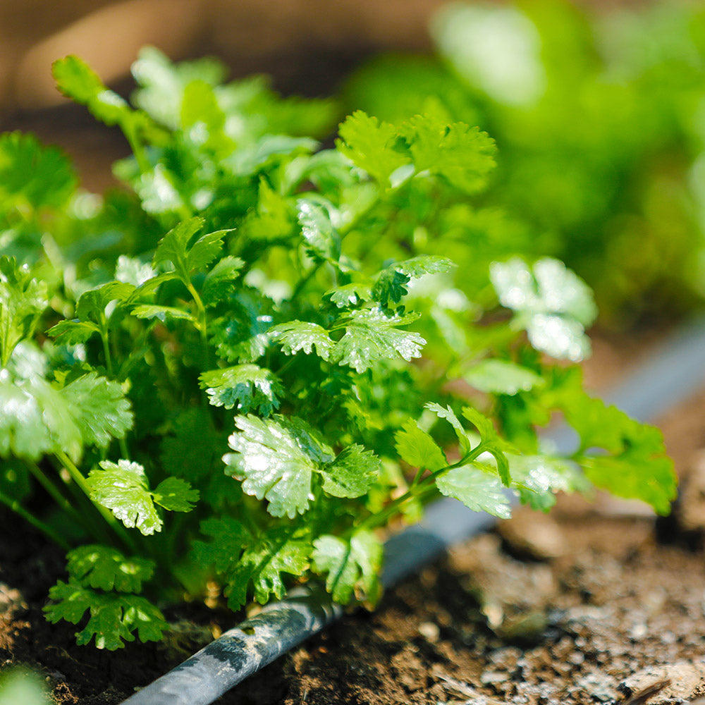 Slow Bolt Cilantro Seeds – Fragrant Coriander Herb for Home Gardens