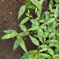 Vietnamese Coriander Seeds for Planting – Heirloom & Non-GMO Culinary Herb Seeds