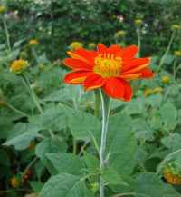 Red Mexican Sunflower Seeds for Bold Red Blooms