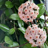Ash Hoya Flower seeds for Planting Bright Blooms Heirloom & GMO Free Seeds for Home Garden
