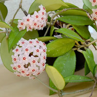 Hoya Carnosa Wax Plant Flower Seeds for Planting – Perennial Climbing Vine for Indoor Pots, Containers & Outdoor Gardens