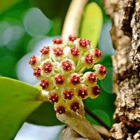 Hoya Kerrii for Planting - Easy to Grow, Heirloom & GMO Free Seeds for Home Garden