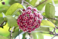 Wax Flower seeds for Planting - Cut Flower Favorite, Heirloom & GMO Free Seeds for Home Garden