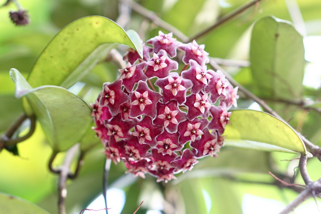 Red Hoya Flower Seeds for Planting - Vibrant Star-Shaped Blooms