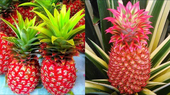 Fresh red pineapple growing on a tropical plant with spiky green leaves.
