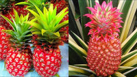 Fresh red pineapple growing on a tropical plant with spiky green leaves.
