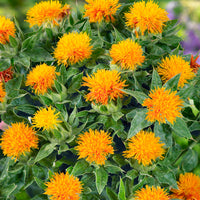 Yellow Safflower Flower seeds for Planting - Sun Loving, Heirloom & GMO Free Seeds for Home Garden