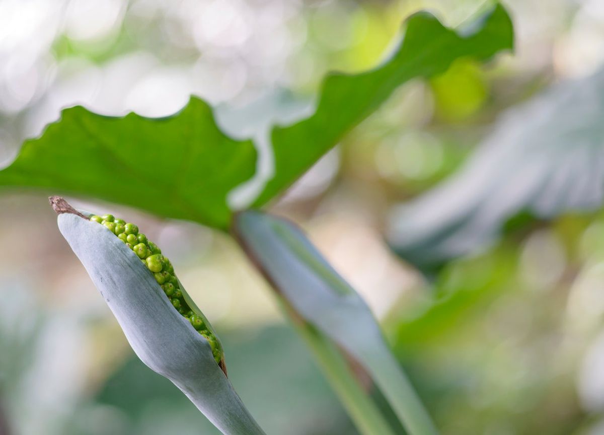 Green Alocasia Flower seeds for Planting - Seasonal Bloomer, Heirloom & GMO Free Seeds for Home Garden