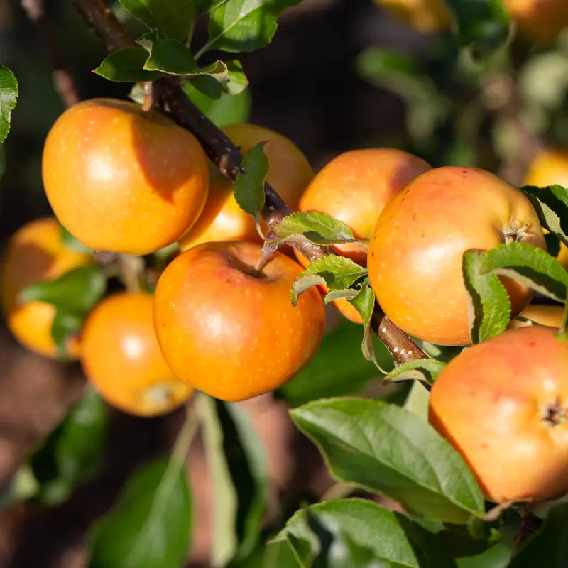 Orange Apple Seeds for Planting  Grow Your Own Unique Fruit